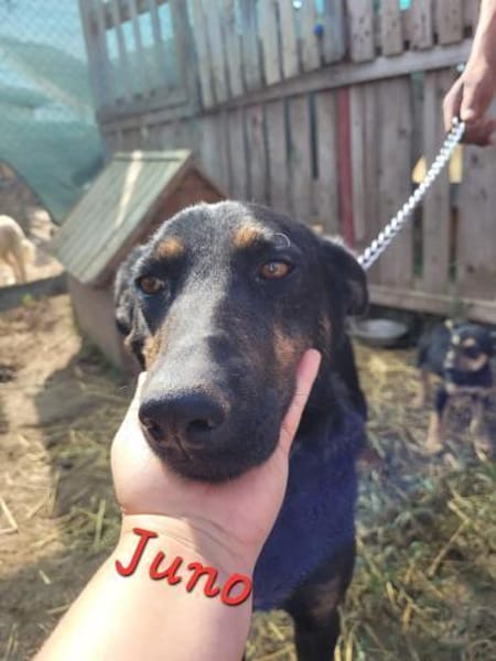 JUNO - große Hündin, großes Herz...