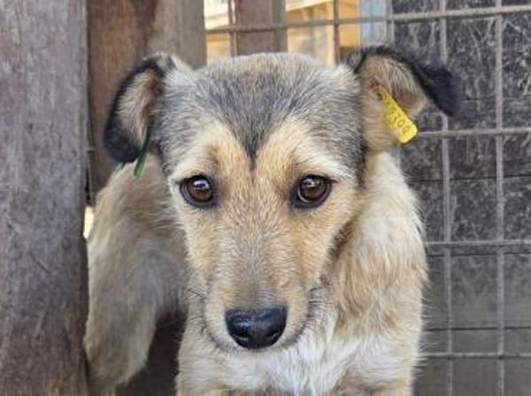 PEPPI-zauberhafte, wunderschöne J.Hündin