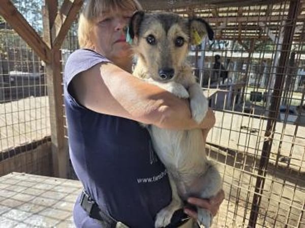 PEPPI-zauberhafte, wunderschöne J.Hündin