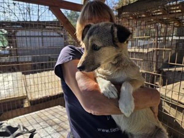 PEPPI-zauberhafte, wunderschöne J.Hündin