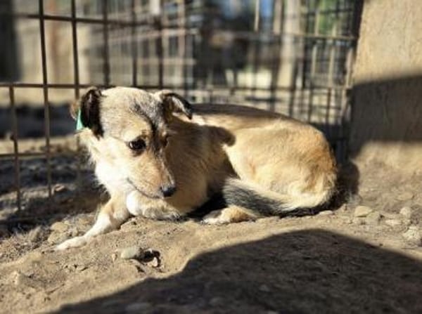 PEPPI-zauberhafte, wunderschöne J.Hündin