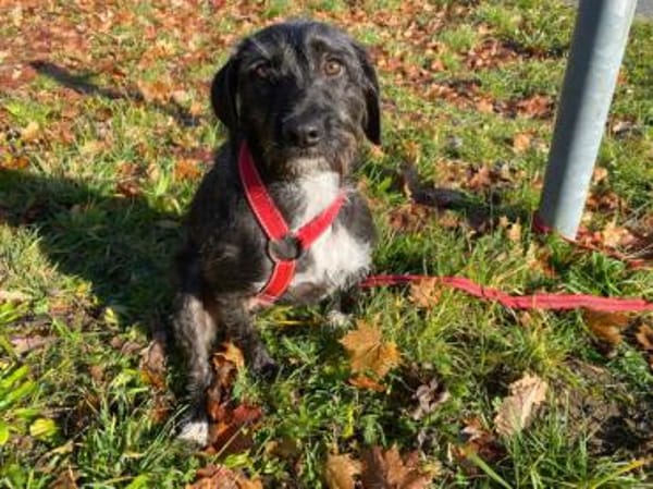 Schenken Sie Axa ihr Traumzuhause?