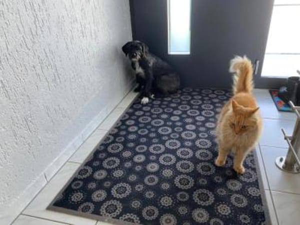 Schenken Sie Axa ihr Traumzuhause?