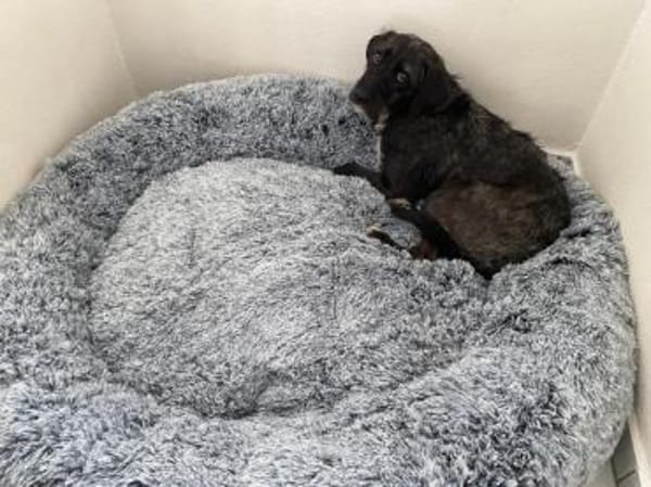 Schenken Sie Axa ihr Traumzuhause?