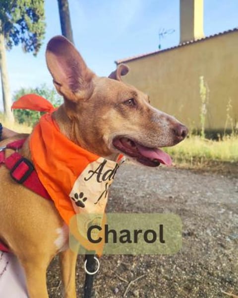 CHAROL, w., kastr., Mischling, ca. 47 cm