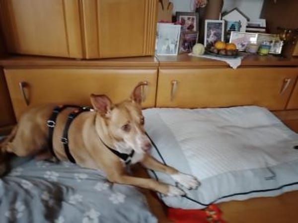 CHAROL, w., kastr., Mischling, ca. 47 cm