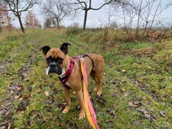 Powerpaket Nina sucht Zuhause