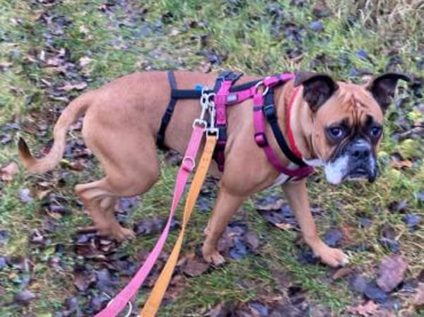 Powerpaket Nina sucht Zuhause