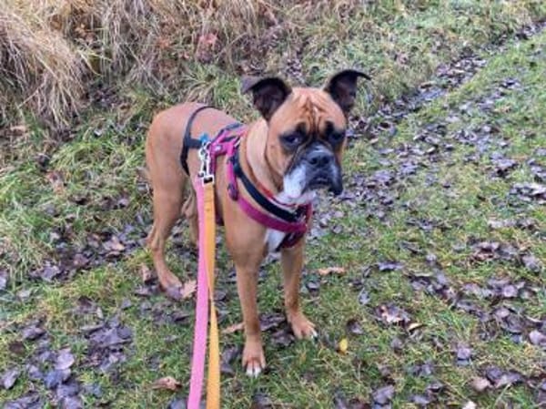 Powerpaket Nina sucht Zuhause