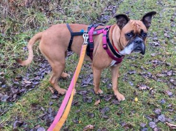 Powerpaket Nina sucht Zuhause