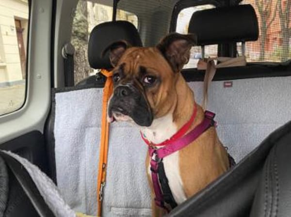 Powerpaket Nina sucht Zuhause