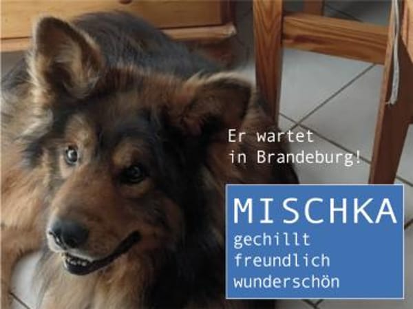 MISCHKA - ein Bild von einem Hund