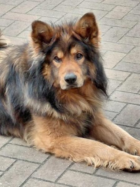 MISCHKA - ein Bild von einem Hund