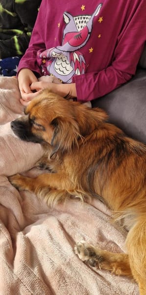 💙Mogli💙 sucht seine Menschen 🐾💙