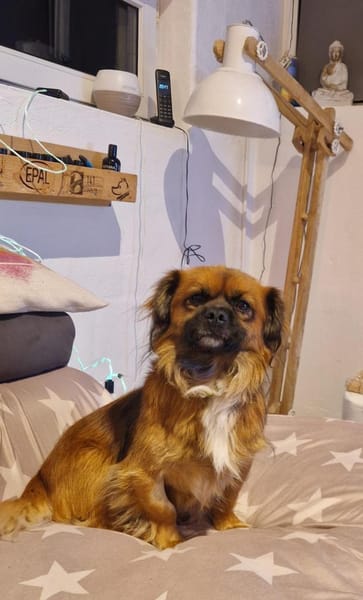 💙Mogli💙 sucht seine Menschen 🐾💙