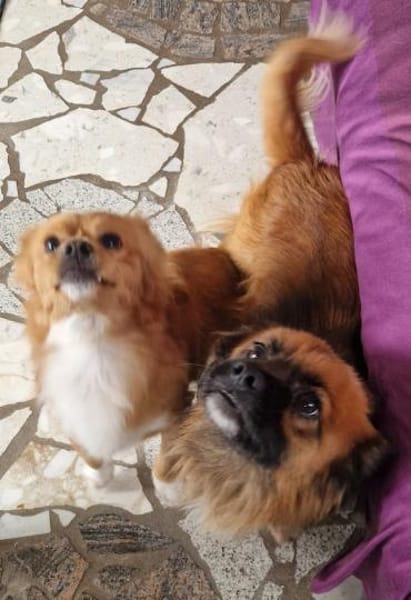 💙Mogli💙 sucht seine Menschen 🐾💙