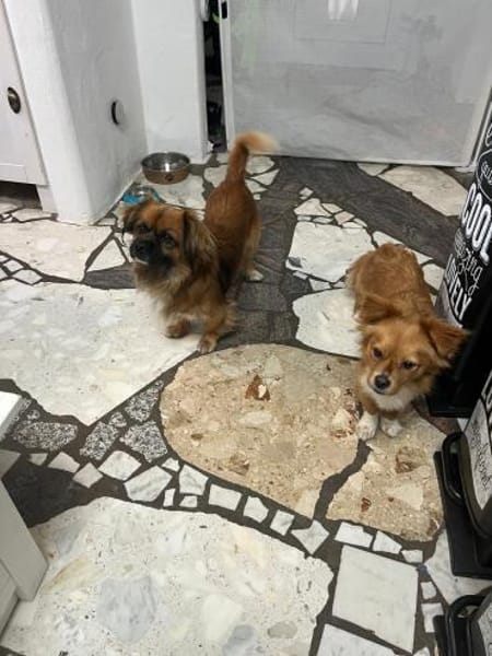 💙Mogli💙 sucht seine Menschen 🐾💙