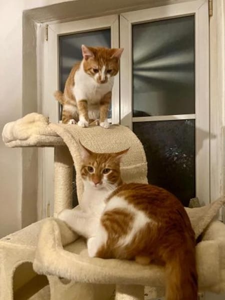 Fritz und Atlas aus dem Tierschutz