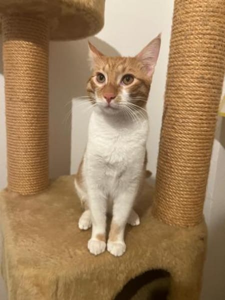 Fritz und Atlas aus dem Tierschutz