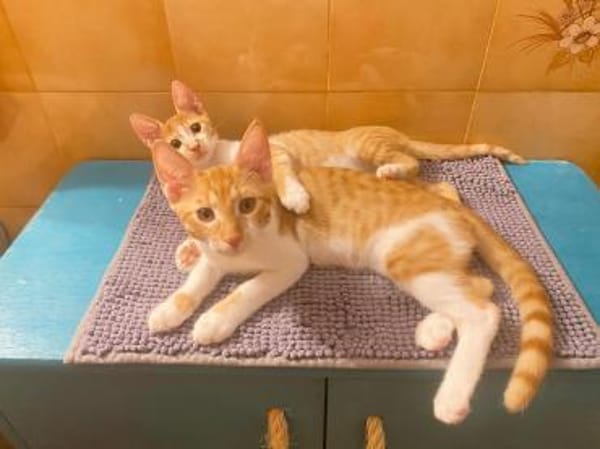 Fritz und Atlas aus dem Tierschutz