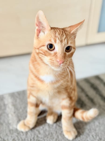 Unser süßer kleiner Herzensbrecher Hitch