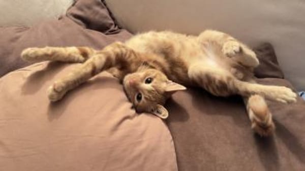 Unser süßer kleiner Herzensbrecher Hitch