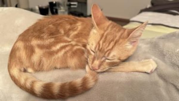 Unser süßer kleiner Herzensbrecher Hitch