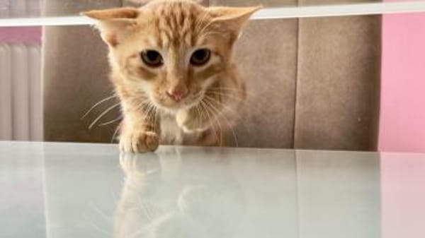 Unser süßer kleiner Herzensbrecher Hitch