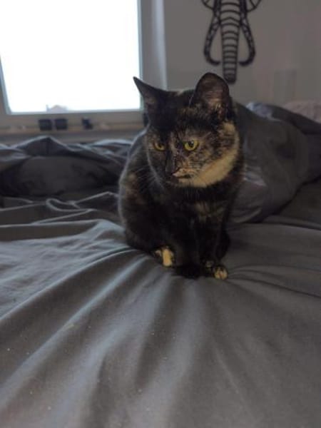 Zarte Seele 💕Maxi💕sucht ihr Zuhause