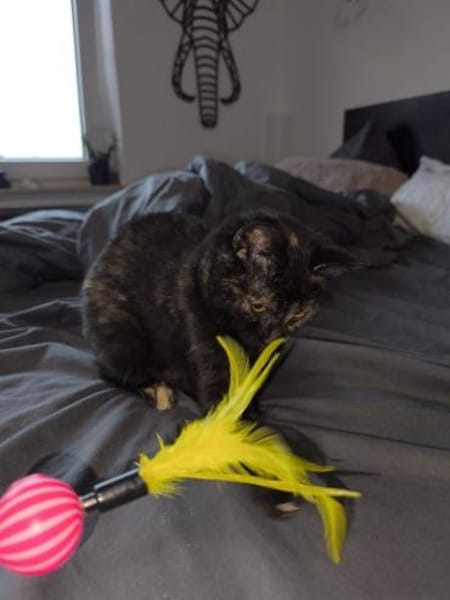 Zarte Seele 💕Maxi💕sucht ihr Zuhause