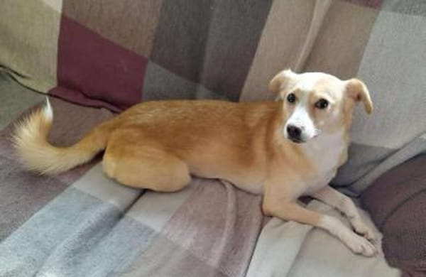 Abigel Mix Hündin 3,5 Jahre alt in 35641