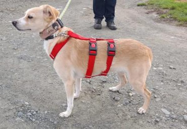 Abigel Mix Hündin 3,5 Jahre alt in 35641