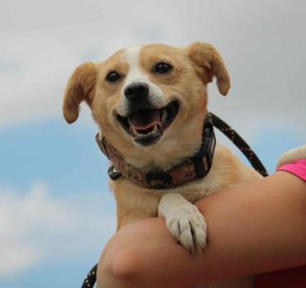 Abigel Mix Hündin 3,5 Jahre alt in 35641