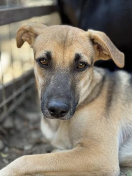 Hier kommt der süße Kalle 🐾