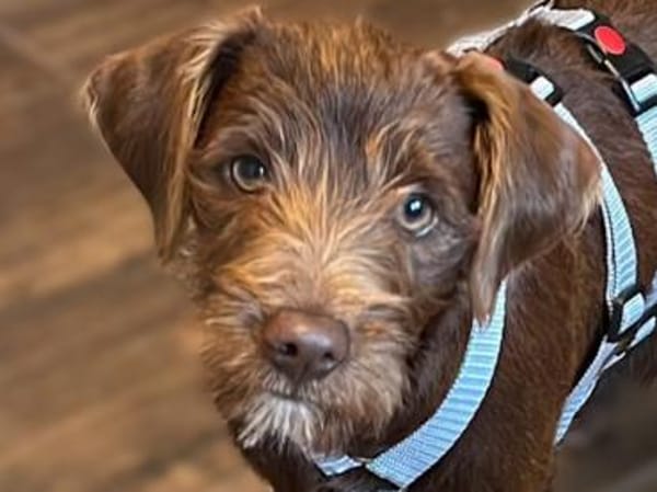 Findelkind Fenix sucht neues Zuhause