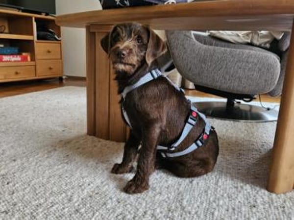 Findelkind Fenix sucht neues Zuhause