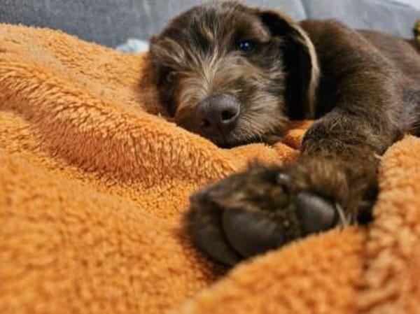 Findelkind Fenix sucht neues Zuhause