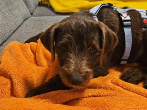 Findelkind Fenix sucht neues Zuhause