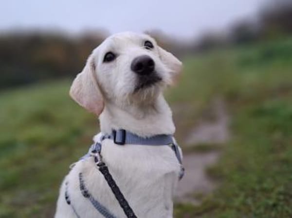 Tino möchte zu Ihnen Vertrauen fassen