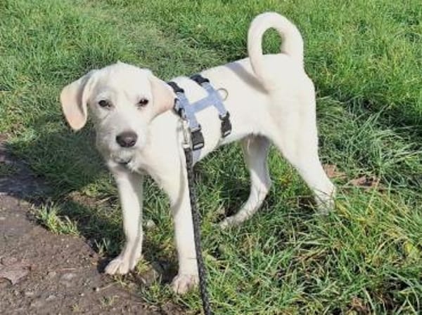 Tino möchte zu Ihnen Vertrauen fassen