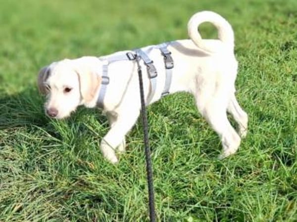 Tino möchte zu Ihnen Vertrauen fassen