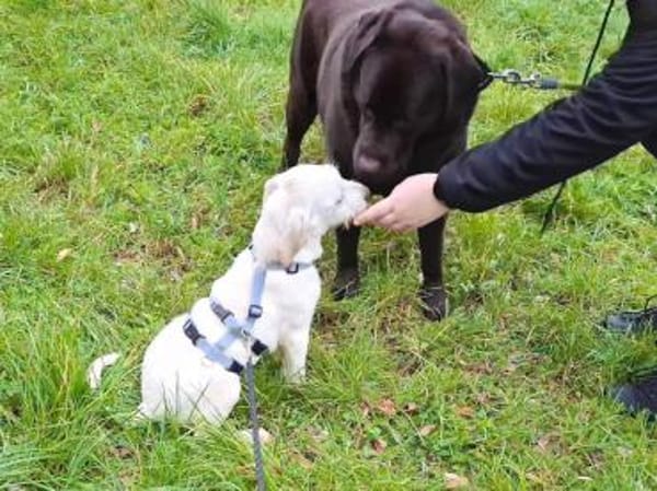 Tino möchte zu Ihnen Vertrauen fassen