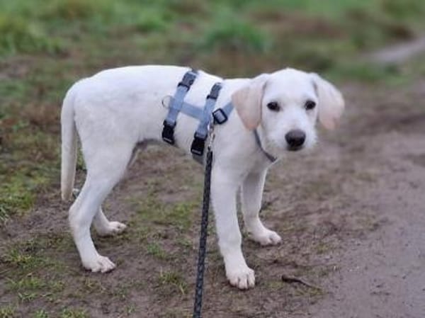 Tino möchte zu Ihnen Vertrauen fassen