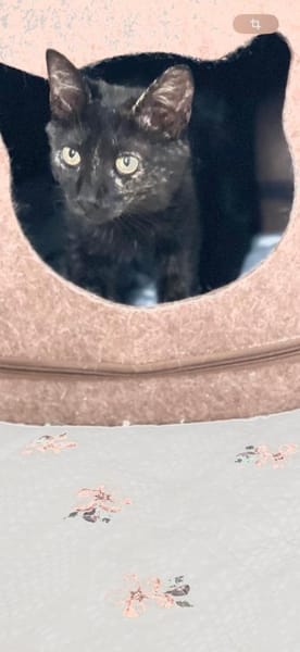 Schildpatt Bagheera in BY