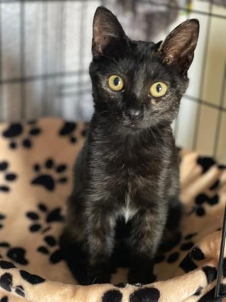 Schildpatt Bagheera in BY