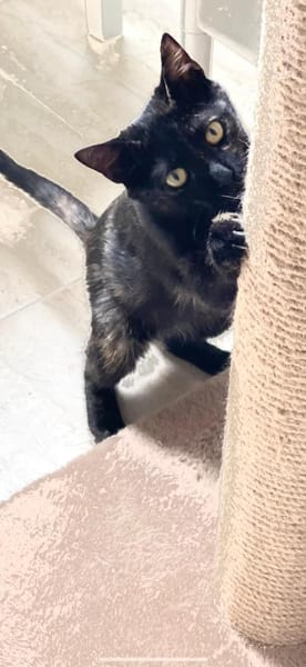 Schildpatt Bagheera in BY