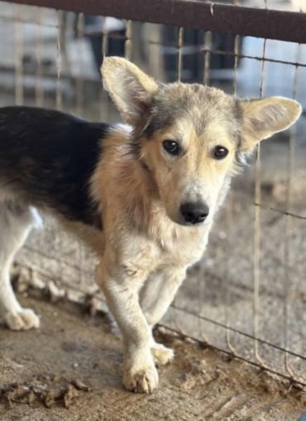 Chico - mit den Fledermausöhrchen