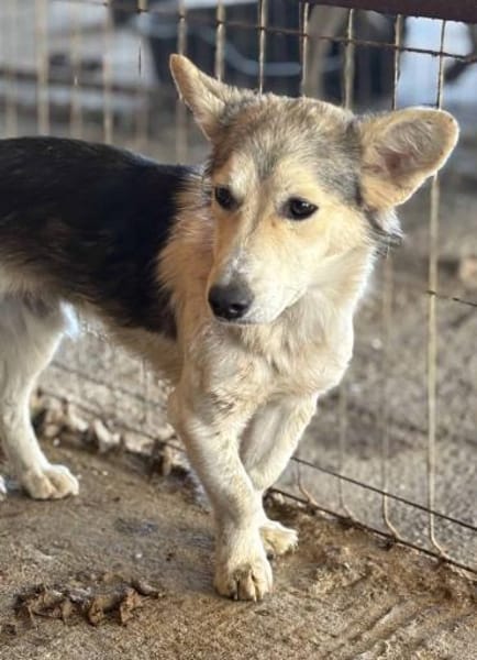 Chico - mit den Fledermausöhrchen