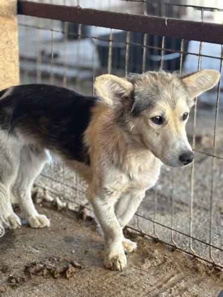 Chico - mit den Fledermausöhrchen