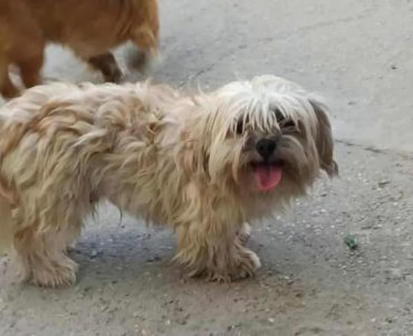 Maddox  - der kleine Süßfratz